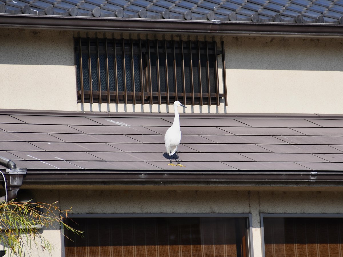 #84:
          Little Egret, Kyoto. 
          f/ at mm - Shutter Speed: - ISO: